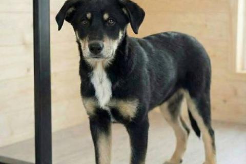 В дар собаку. Хороший щенок-подросток Степа ищет дом. Фото1