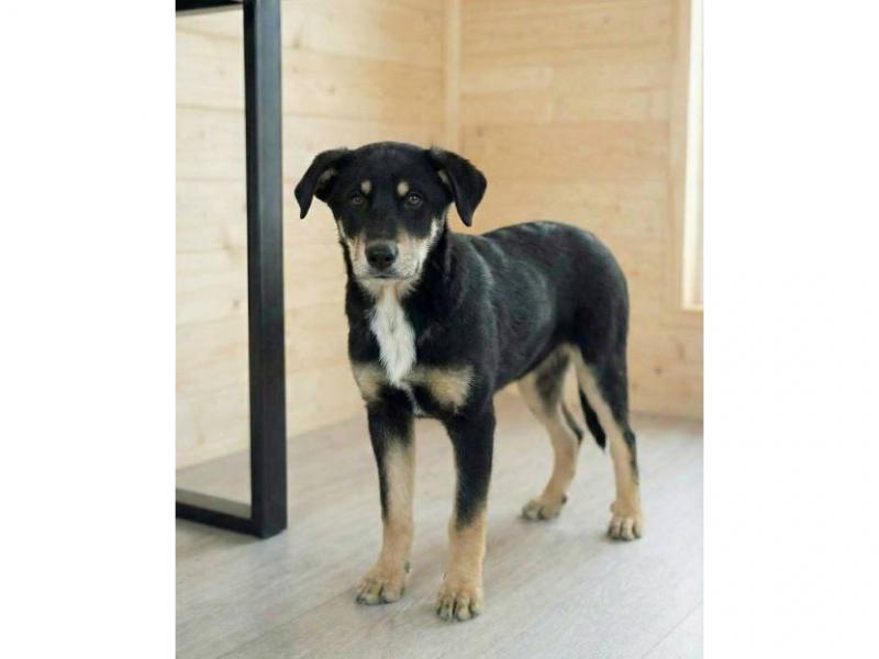 В дар собаку