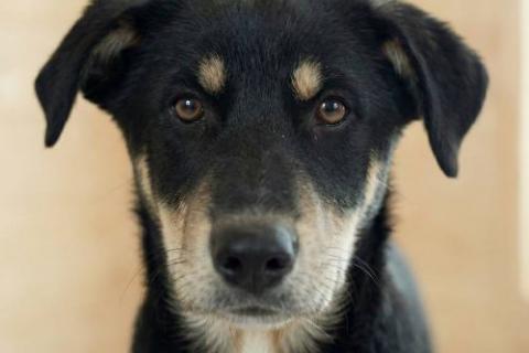 В дар собаку. Хороший щенок-подросток Степа ищет дом. Фото2