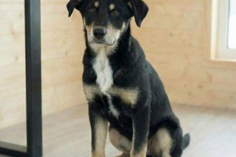 В дар собаку. Хороший щенок-подросток Степа ищет дом. Фото3