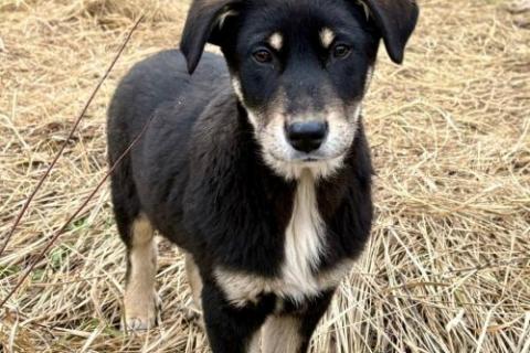 В дар собаку. Хороший щенок-подросток Степа ищет дом. Фото4