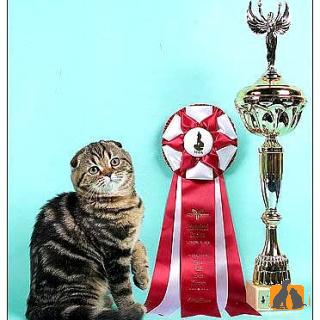 Olkonacat