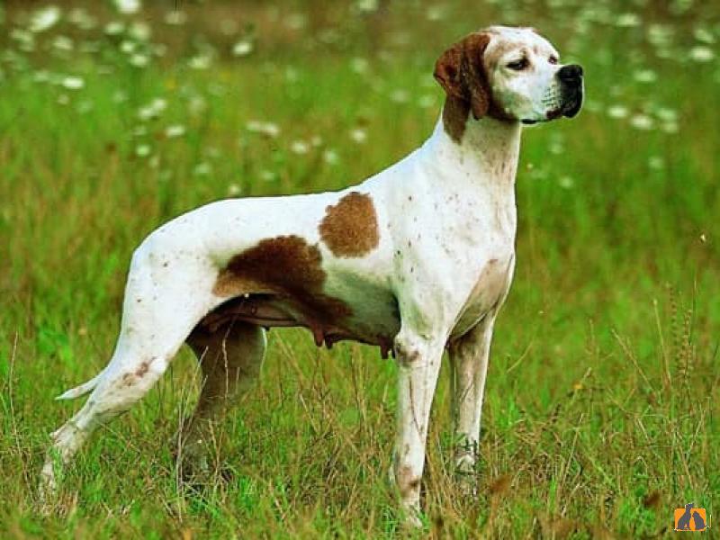 Английский пойнтер
