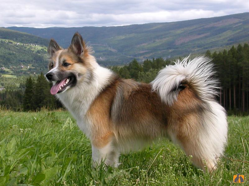 Батакский шпиц 