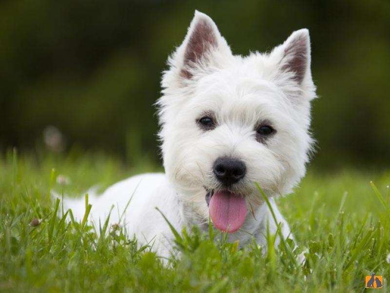 Вест хайленд уайт терьер. Фото2