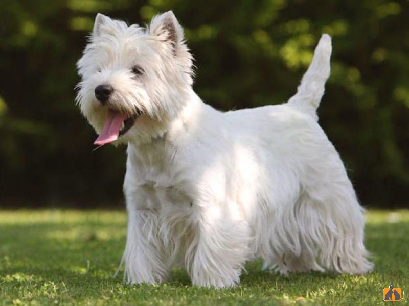 Вест хайленд уайт терьер. Фото3
