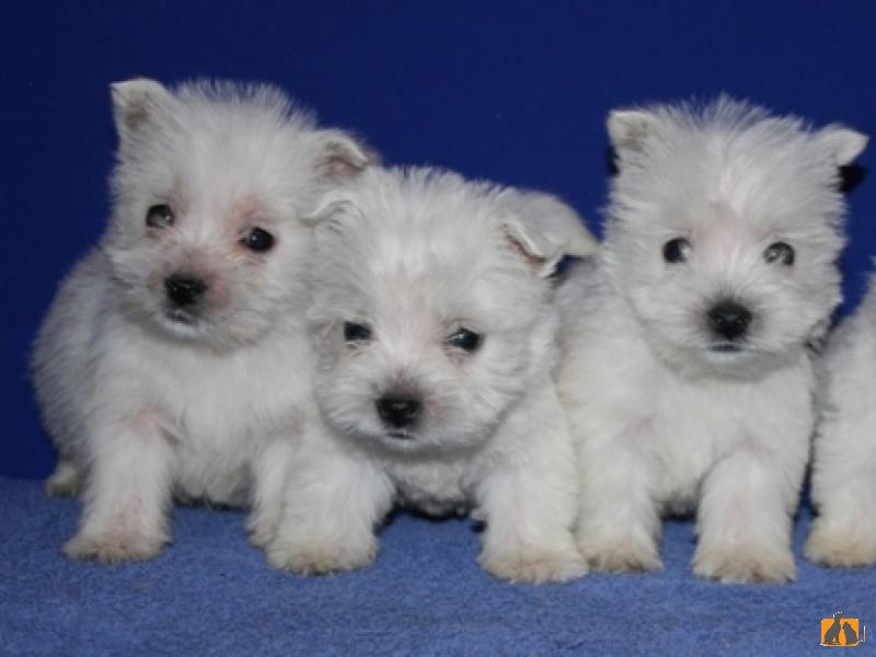 Вест хайленд уайт терьер. Фото4