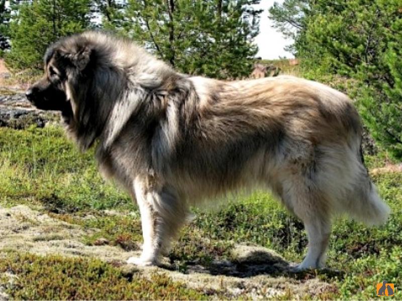 Иллирийская овчарка