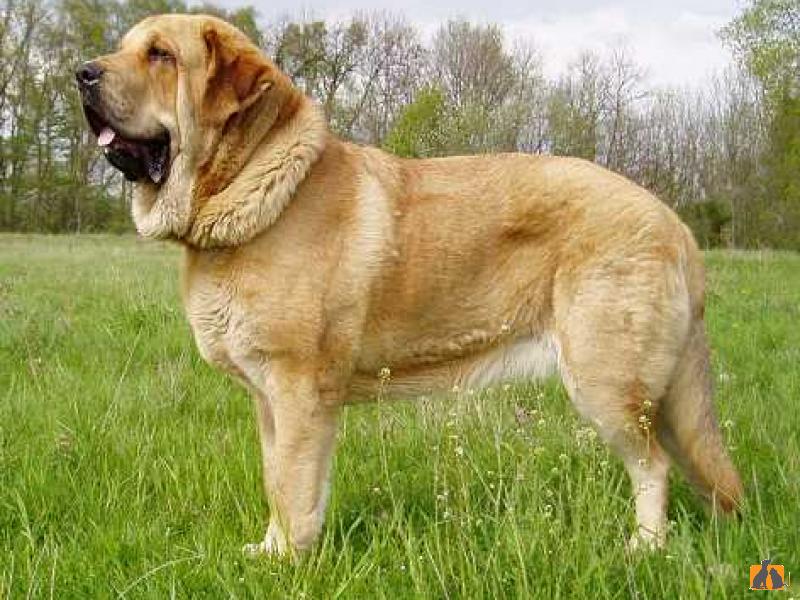 Испанский мастиф