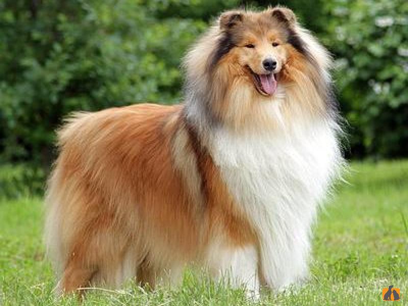 Колли длинношерстная
