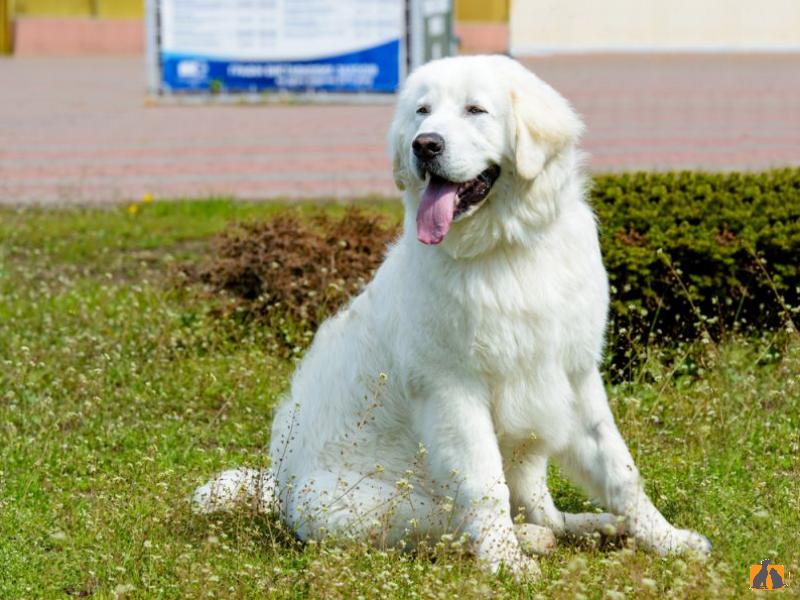 Кувас. Фото2