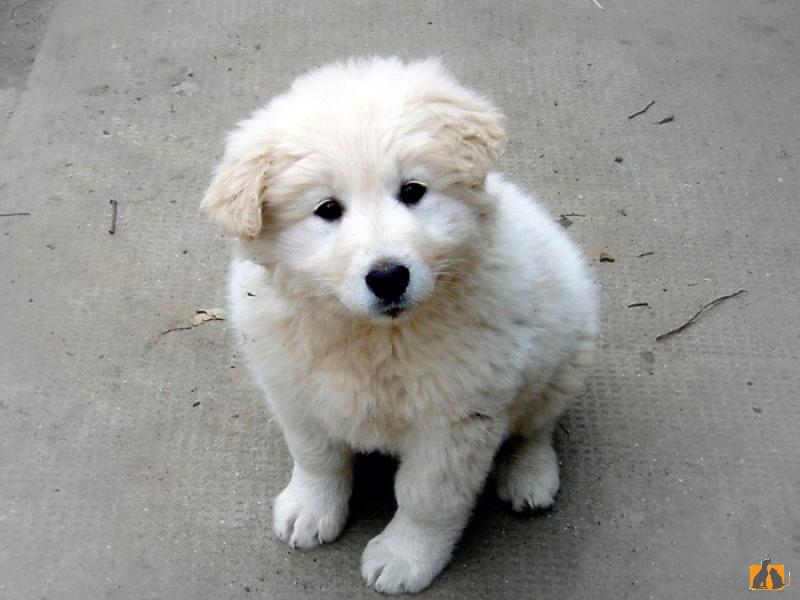 Кувас. Фото4