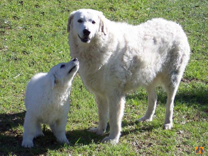 Кувас. Фото3