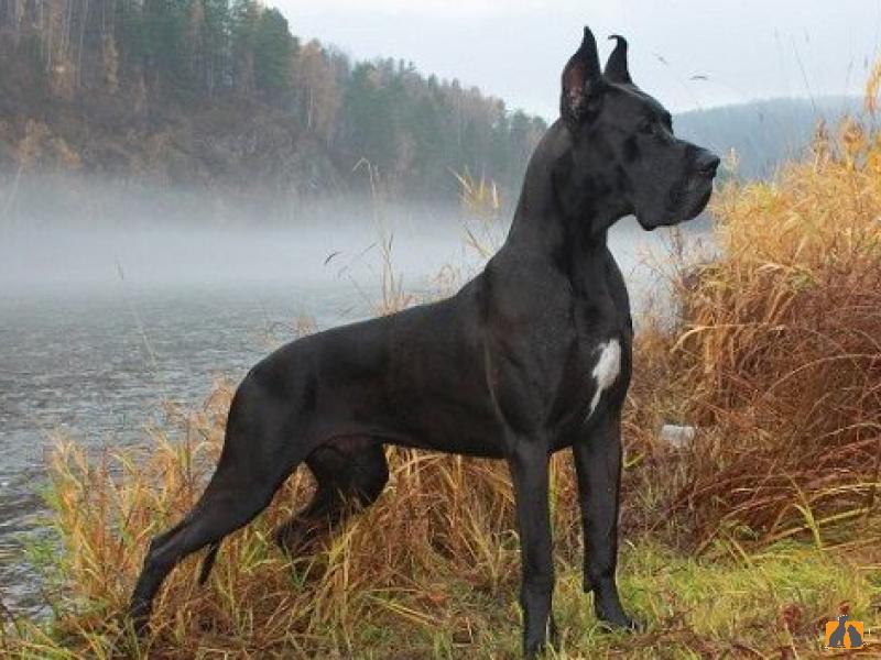 Немецкий дог