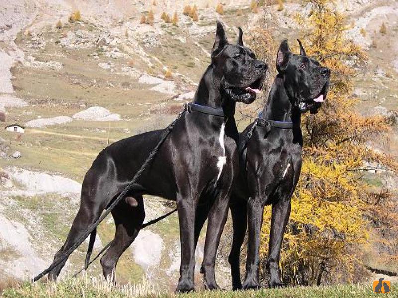 Немецкий дог. Фото2