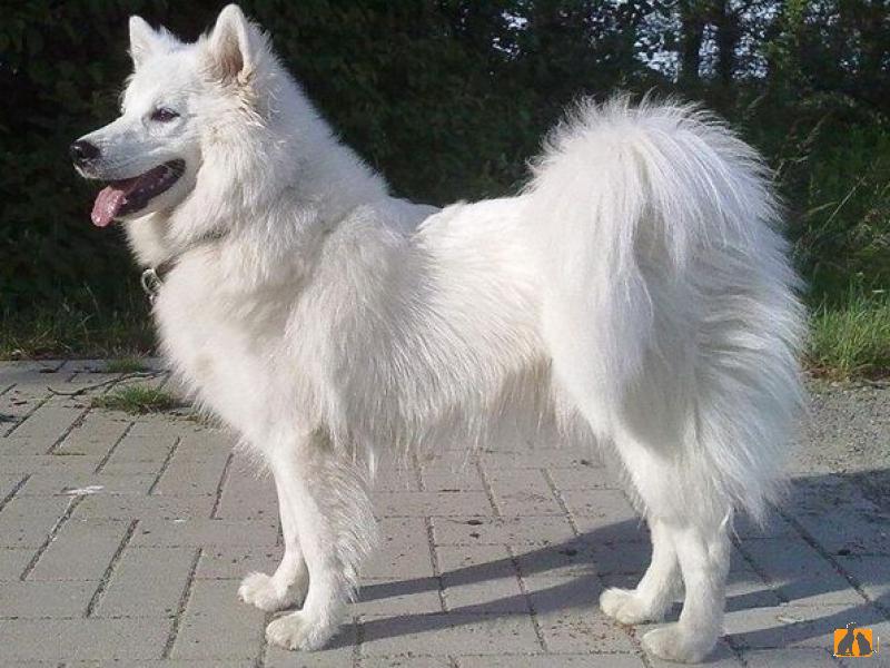 Немецкий шпиц большой