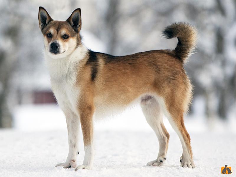 Норвежский лундехунд