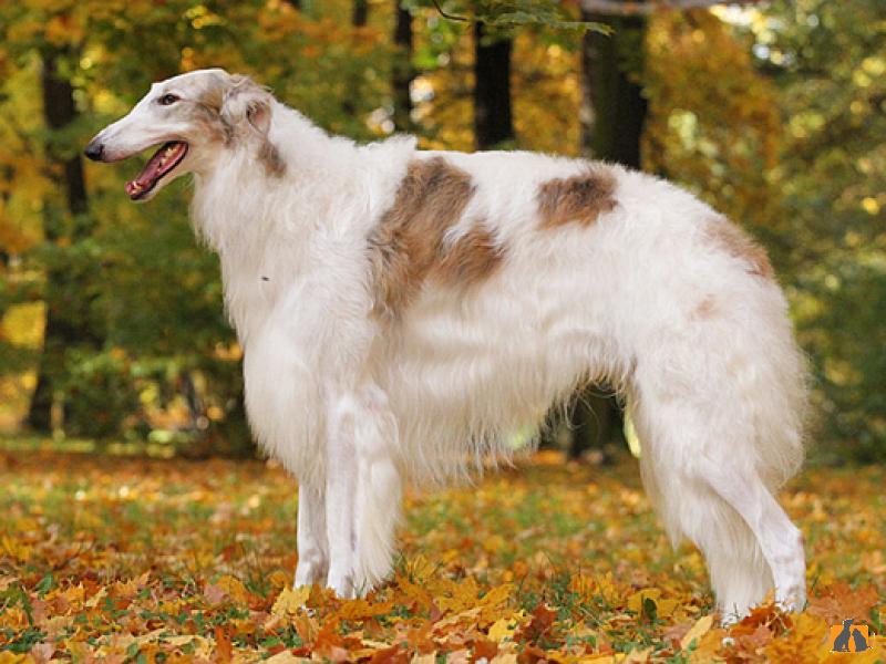Русская псовая борзая