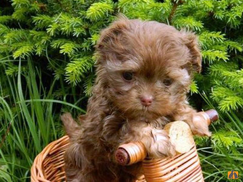 Русская цветная болонка. Фото4