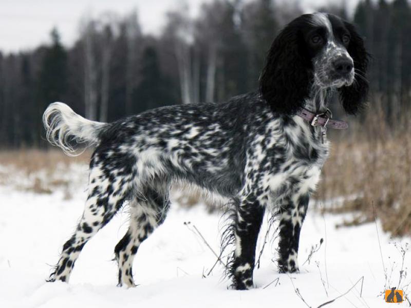 Русский охотничий спаниель