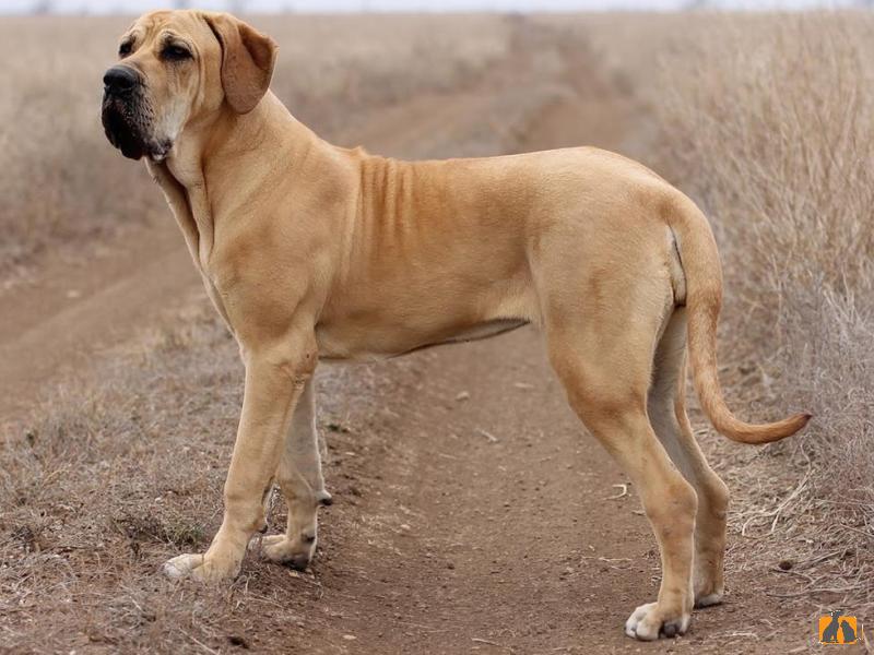 Фила бразилейро