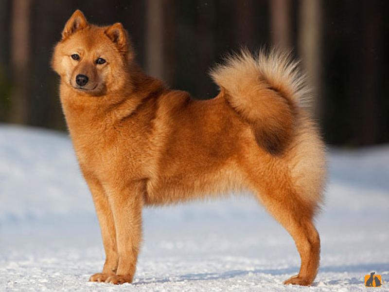 Финский шпиц 