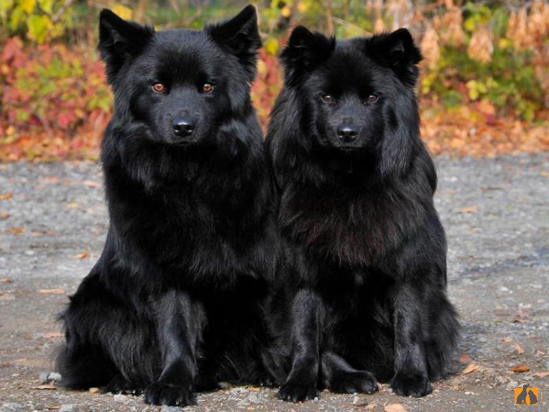 Шведский лаппхунд . Фото2