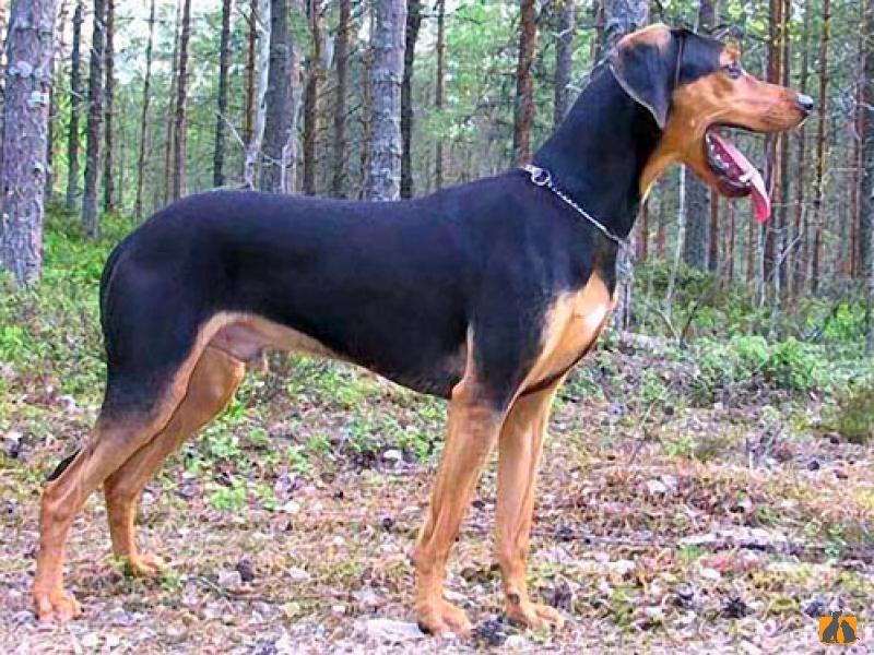 Эллинская гончая