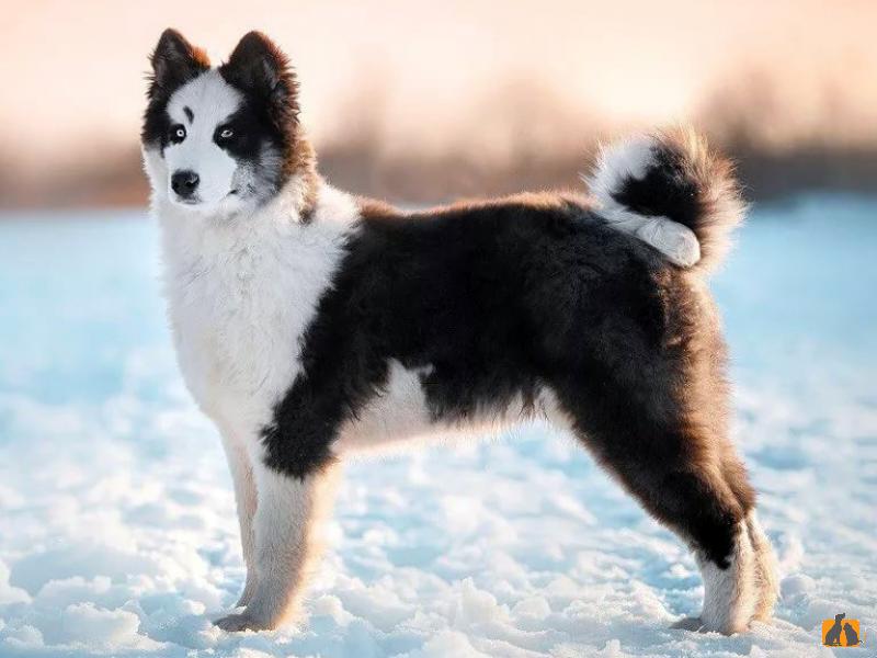 Якутская лайка