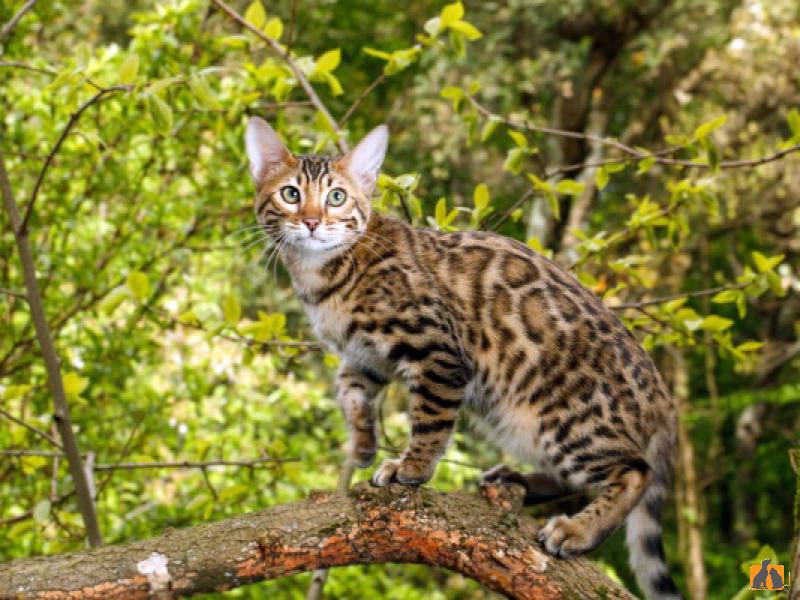 Бенгальская короткошерстная. Фото3