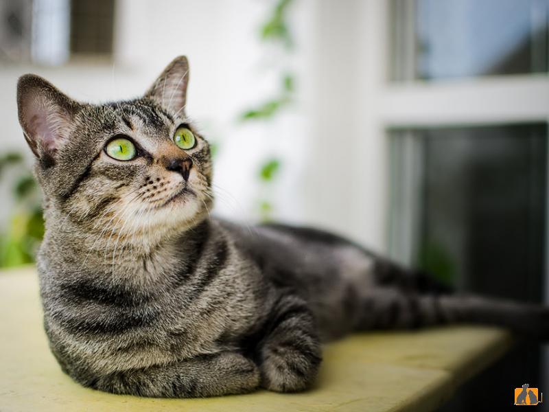 Бразильская короткошерстная
