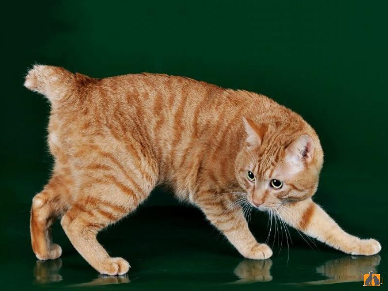 Карельский бобтейл короткошерстный