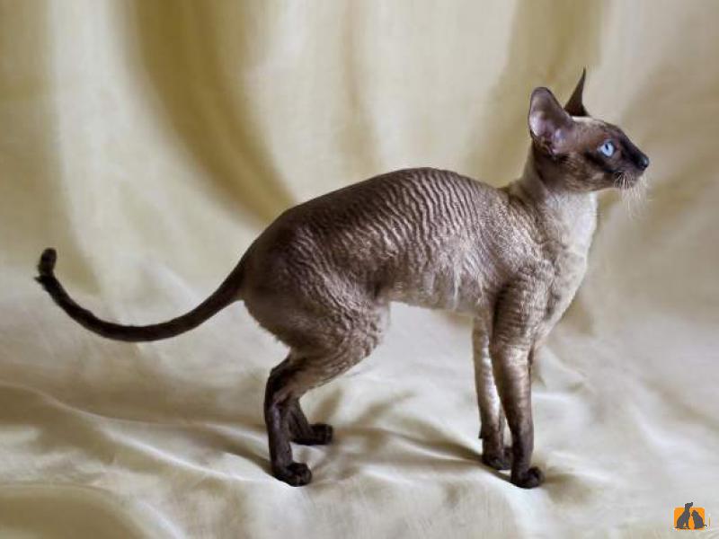 Корниш-рекс