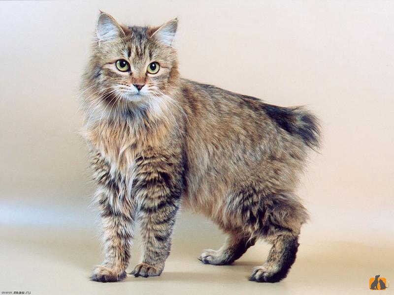 Курильский бобтейл
