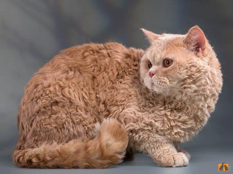 Лаперм (короткошерстный)