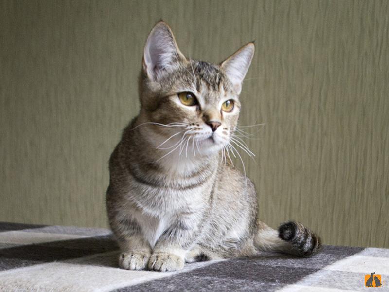 Манчкин (короткошерстный). Фото2