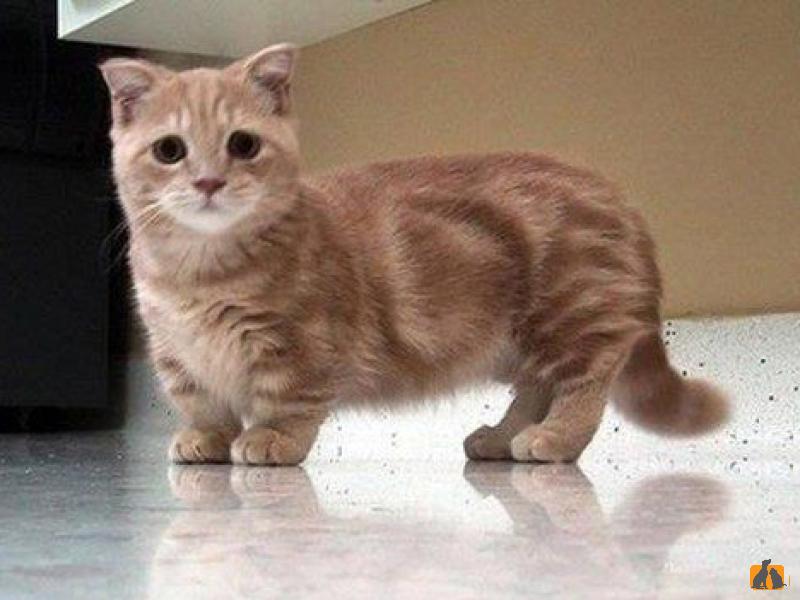 Манчкин (короткошерстный). Фото3