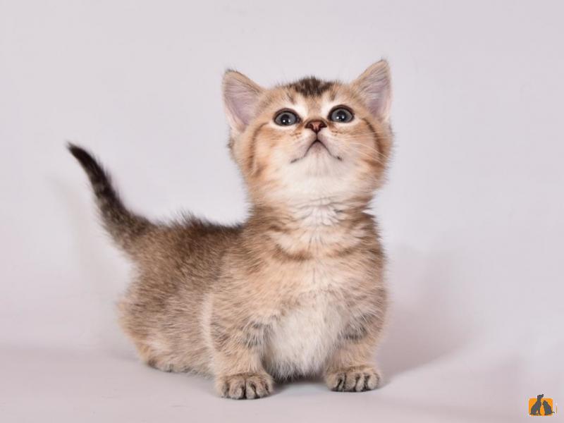 Манчкин (короткошерстный). Фото4