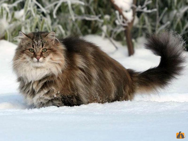 Норвежская лесная