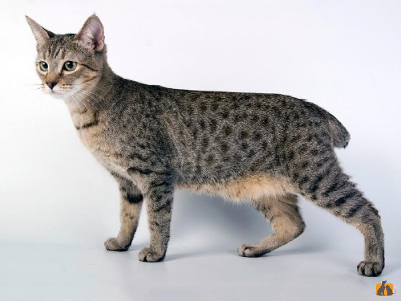 Пиксибоб (короткошерстный)
