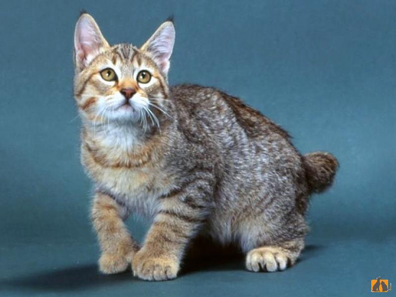 Пиксибоб (короткошерстный). Фото4