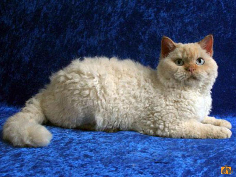 Селкирк-рекс (короткошерстный)