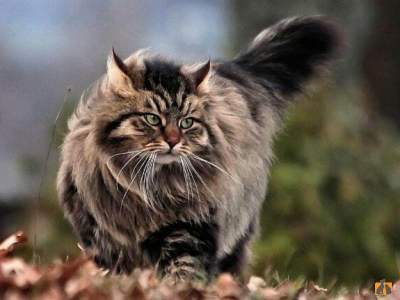 Сибирская