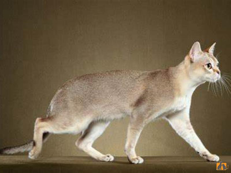 Сингапурская кошка