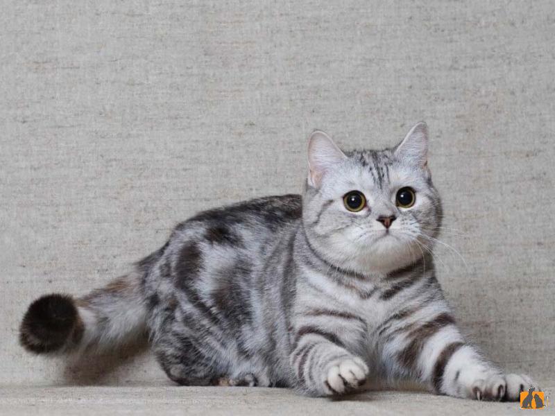 Скоттиш-страйт