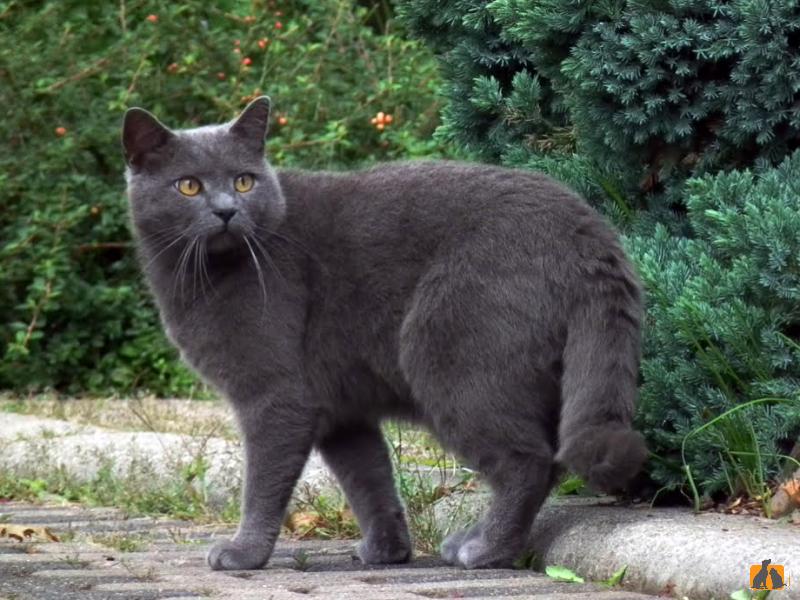 Шартрез