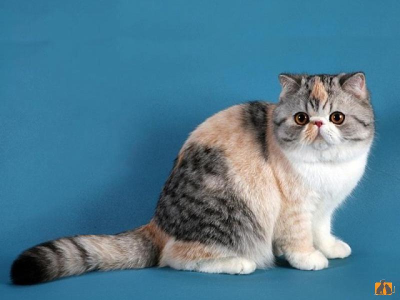 Экзотическая (короткошерстная)