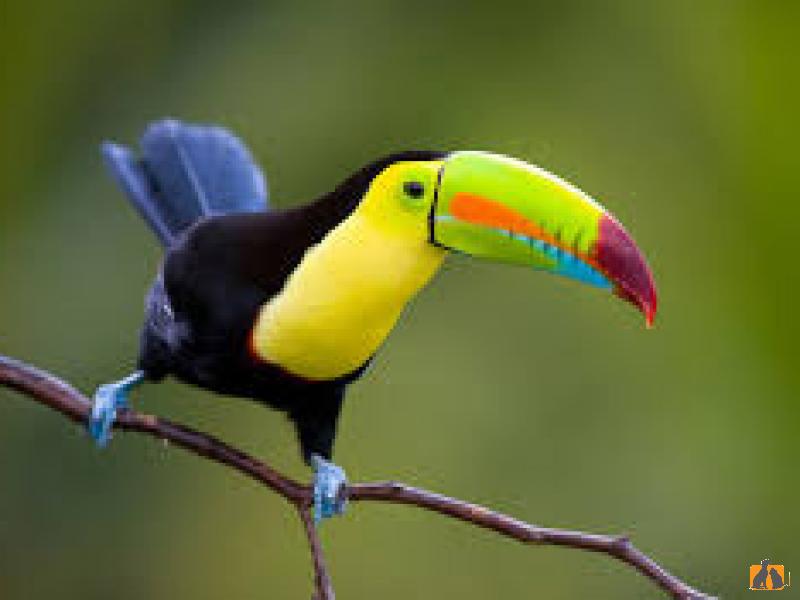 Туканы. Фото3