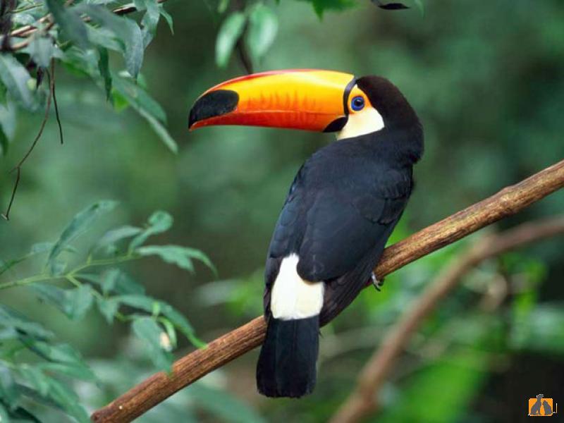 Туканы. Фото2